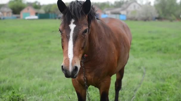 egy mező, lovas tartózkodó nyugodt, ló a réten legelésző lovat - Felvétel, videó