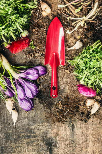 Red gardening scoop and spring flowers - Photo, Image