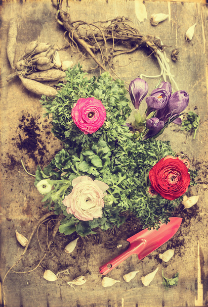 Spring flowers plant - Valokuva, kuva