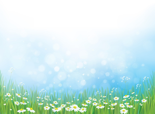 φύση φόντο με λευκά λουλούδια μαργαρίτα  - Διάνυσμα, εικόνα