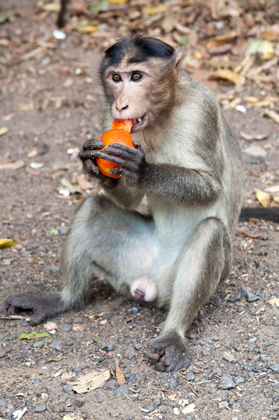 Resusaap - macaca mulatta - Foto, afbeelding