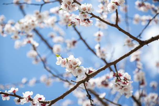 Albicocca fiore ramo cielo blu su sfondo, messa a fuoco morbida
 - Foto, immagini