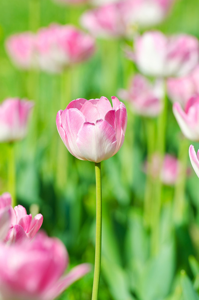 Jardin avec des fleurs de tulipes en été - Photo, image