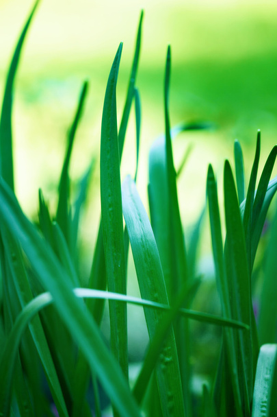 green grass close-up - Foto, imagen