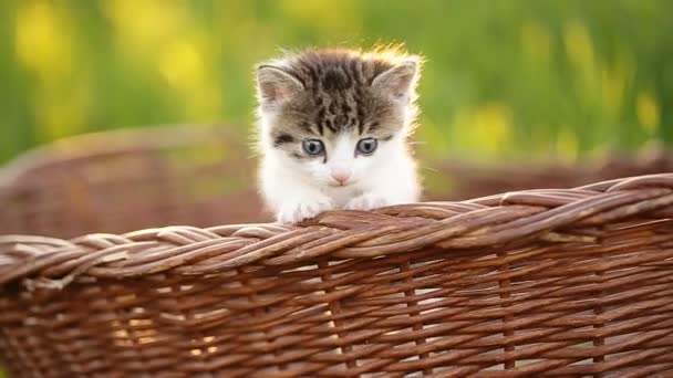 Roztomilá kočička s modrýma očima, skákat z koše. - Záběry, video