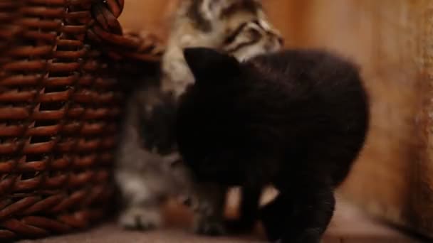 Grappige katten vechten met elkaar in de buurt van houten backet. - Video