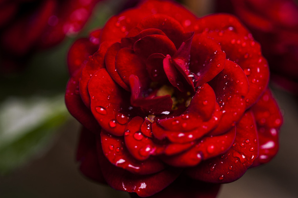 Macro foto de una rosa con gotitas de agua
  - Foto, Imagen