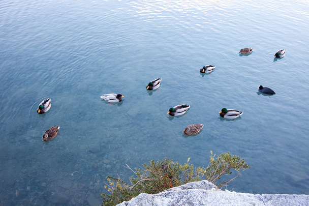 Canards se relaxant sur un lac en Suisse
 - Photo, image