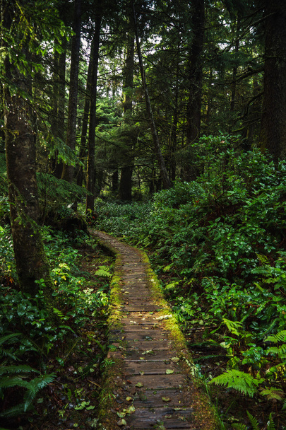 Sentier forestier à Tofino, Colombie-Britannique
 - Photo, image