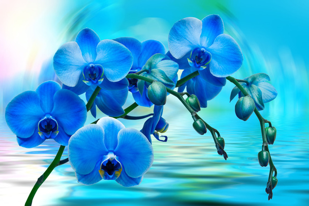 Orchid flower close up - Foto, Bild
