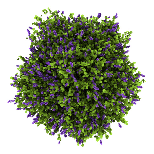 Верхний вид лиловых цветов куст изолирован на белом фоне
 - Фото, изображение