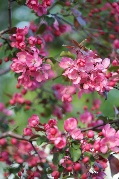 Pink flowers blossom Apple Tree isolated on nature green background - Valokuva, kuva