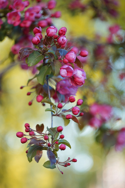 Blossoming branch of Pink apple tree - Photo, Image