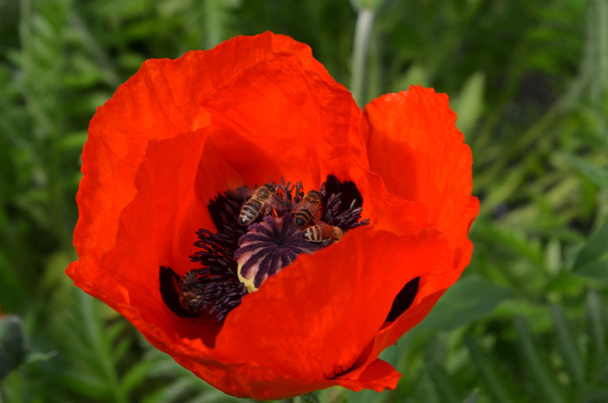czerwony kwiat maku i pszczoły - Zdjęcie, obraz