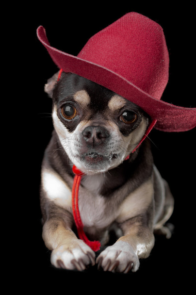Cute Chihuahua in Red Cowboy Hat - Foto, afbeelding