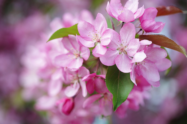 Pink flowers of apple tree close up - Photo, image
