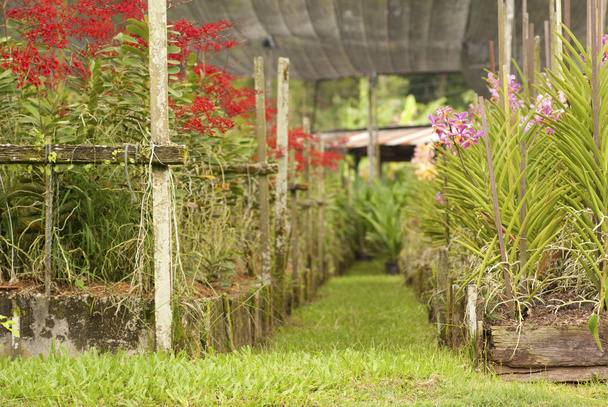 Jardín de orquídeas
 - Foto, Imagen