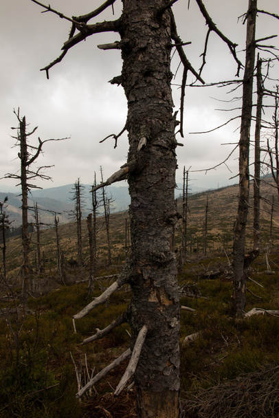törött fa tetején, a sziléziai Beszkidek az AR elszáradt - Fotó, kép