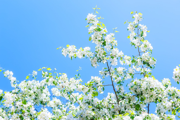 ανθοφόρα κλαδιά των δέντρων μηλιάς σε φόντο μπλε του ουρανού που σουρουπώνει - Φωτογραφία, εικόνα