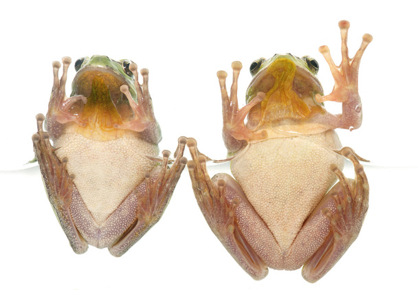 European tree frogs - Photo, Image