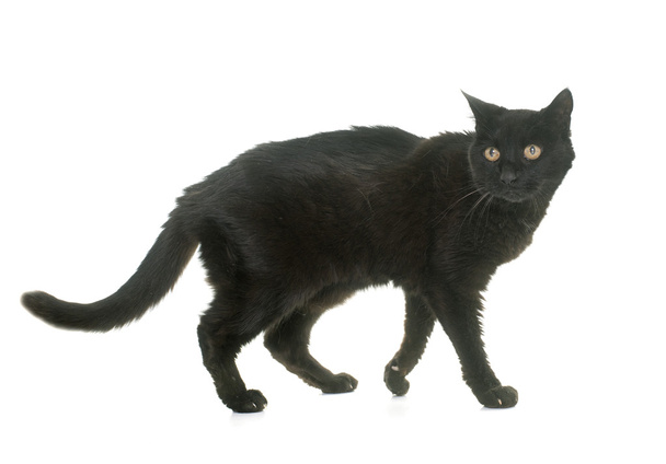 oude zwarte kat - Foto, afbeelding