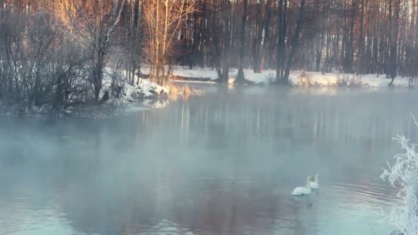 Winterlandschaft. nebliger Fluss im Winterwald. Schwimmvögel, weiße Schwäne - Filmmaterial, Video
