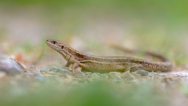 Viviparous lizard in grass - Photo, Image
