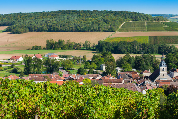 Champagne vineyards in the Cote des Bar Aube - Φωτογραφία, εικόνα