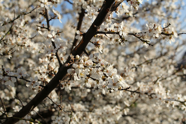 white cherry flowers in spring season - Photo, Image