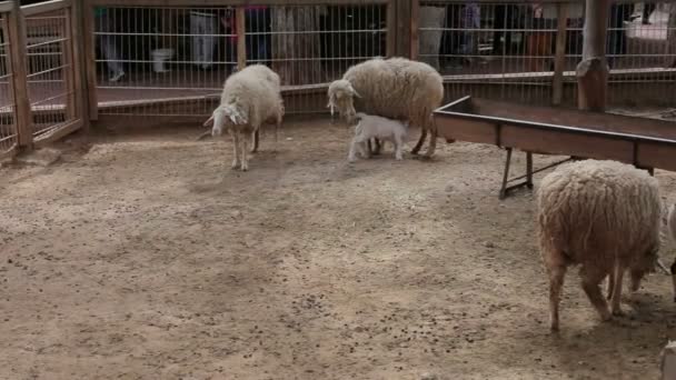 Sheep and lambs walking. Sheep farm. - Video