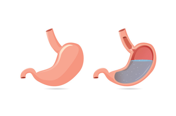 Outside of stomach and inside  - Vector, Image