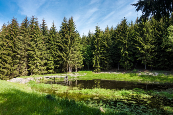 Bosque de verano con pequeño estanque
 - Foto, Imagen