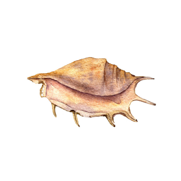 watercolor drawing shell - 写真・画像