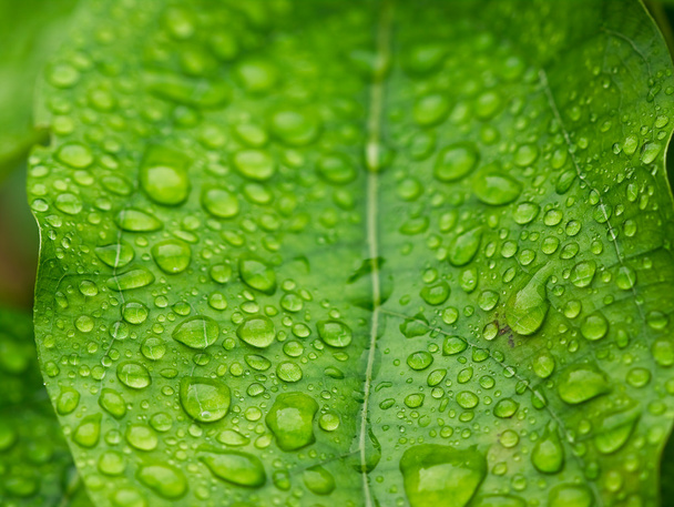Fresh water droplets on leaf close up as in after rain - Photo, image