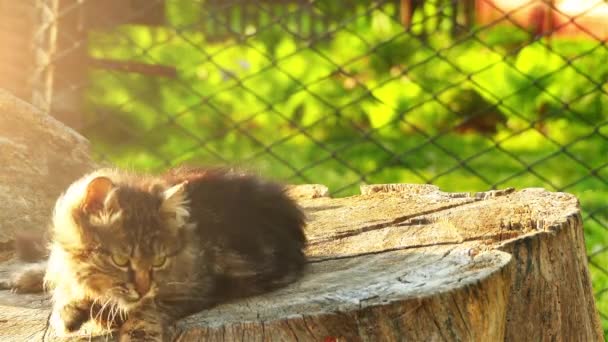 Kabarık kedi büyük bir ağaç kütüğü üzerinde oturuyor. Evcil kedi veya yabani kedi (Felis silvestris catus) küçük, tipik kürklü, etobur memeli. - Video, Çekim
