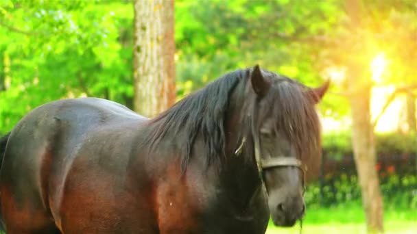 Bay horse legeltetés a legelőn. Bay, haj bevon befest lovak, vöröses-barna test színe a fekete sörény, farok, fül élek és alacsonyabb lába jellemzi. - Felvétel, videó