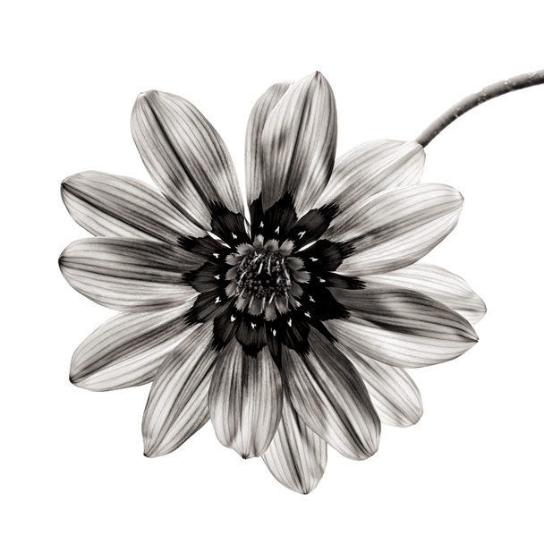 λουλούδι σε μαύρο και άσπρο σε άσπρο φόντο. - Φωτογραφία, εικόνα