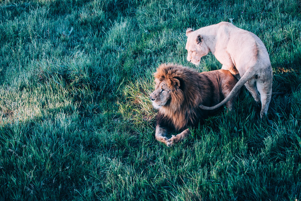 Beautiful Lions in Savannah - Zdjęcie, obraz