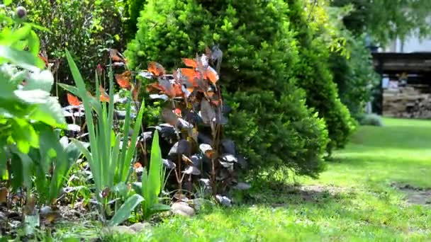 Spring garden view - Footage, Video