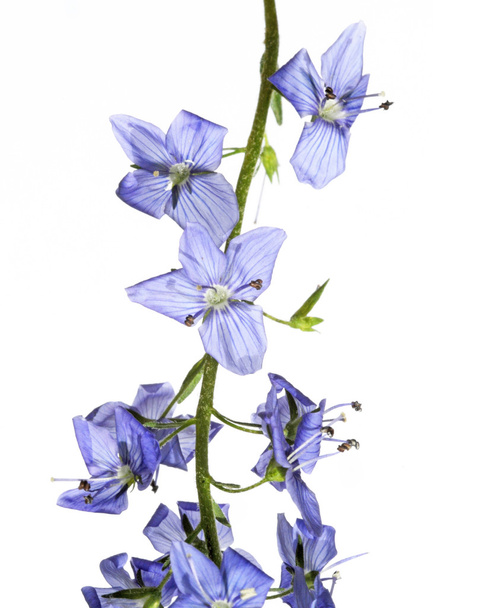 όμορφα λουλούδια μπλε λευκό φόντο - Φωτογραφία, εικόνα