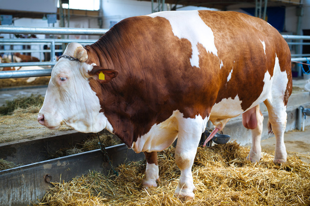 Large brown bull - Foto, Bild