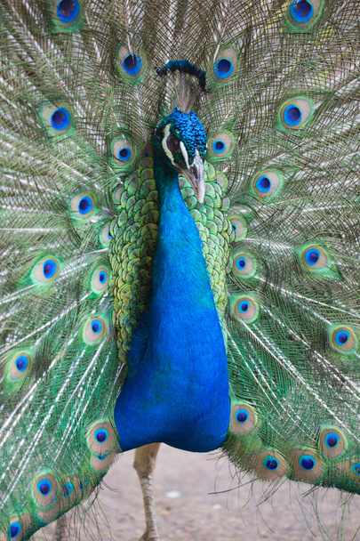 Preening peacock - Photo, Image
