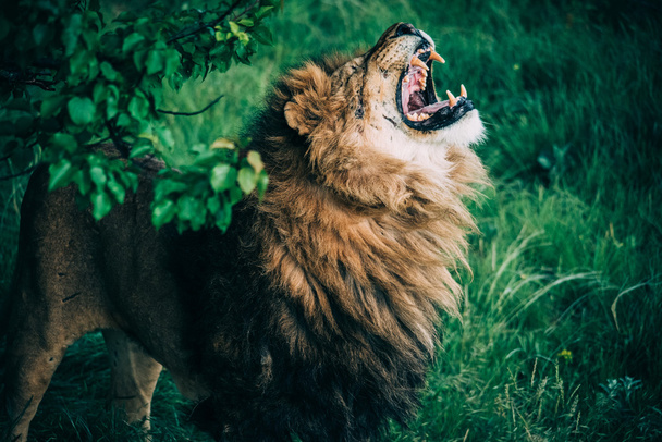 サバンナの美しいライオンズ - 写真・画像