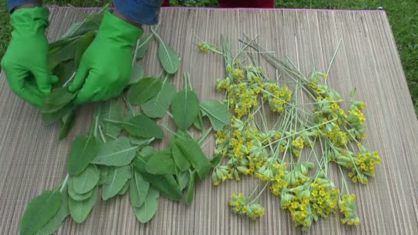 Προετοιμασία να στεγνώσει Primula veris βοτανολόγος  - Πλάνα, βίντεο
