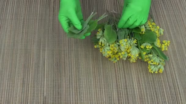 Βοτανολόγος χωρίζει Primula veris αφήνει από λουλούδια - Πλάνα, βίντεο