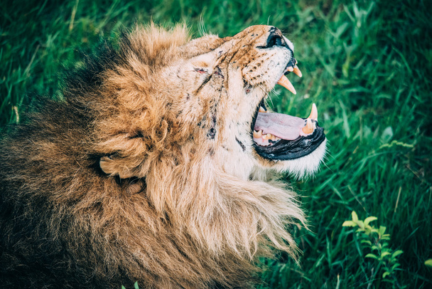 Savannah güzel aslanlar - Fotoğraf, Görsel