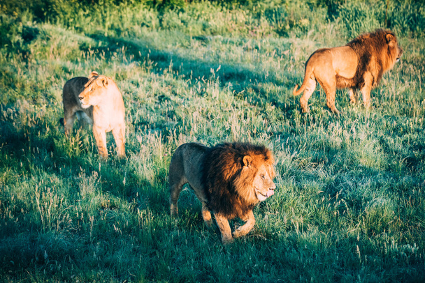 Beautiful Lions in Savannah - Photo, Image