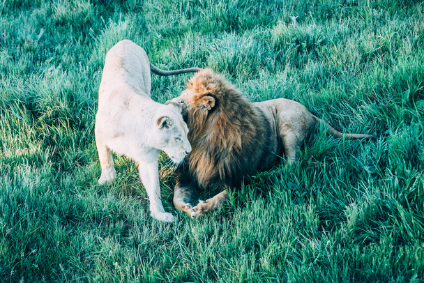 Gyönyörű oroszlánok szavanna - Fotó, kép