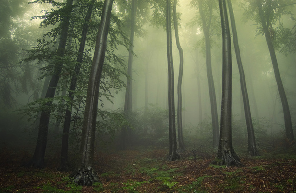 groen bos met mist tussen bomen - Foto, afbeelding