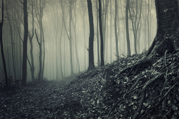 霧深い森林からの木の根 - 写真・画像